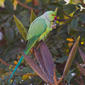 File:Psittacula krameri -Whitefield, Bangalore, India -male-8.jpg