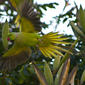 File:Psittacula krameri -Whitefield, Bangalore, India -flying-8.jpg