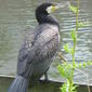 File:Phalacrocorax carbo (2005 08 28).jpg