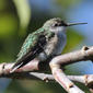 File:Ruby-throated Hummingbird (Archilochus colubris) RWD1.jpg