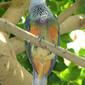 File:Mariana Fruit-dove2.jpg