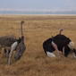 File:Ostrich Ngorongoro 02.jpg
