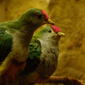 File:Ptilinopus pulchellus -Amsterdam Zoo-6.jpg