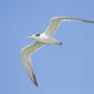 File:Thalasseus bergii in flight - Marion Bay.jpg