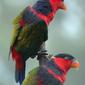 File:Lorius lory -two on a branch.jpg