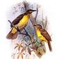 File:Yellow-breasted Bowerbird.jpg