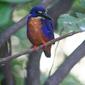 File:Azure Kingfisher (Alcedo azurea)3.jpg