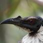 File:Noisy friarbird closeup.JPG