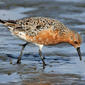File:Red Knot 2012e RWD.jpg