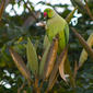 File:Psittacula krameri -Whitefield, Bangalore, India -male-8 (1).jpg
