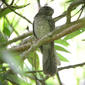 File:Barred Owlet-Nightjar.jpg