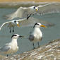 File:OneSandwichAmongLesserCrestedTerns.jpg