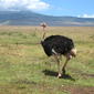 File:Ostrich in the crater.jpg