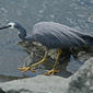 File:White-faced Heron auckland RWD.jpg