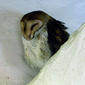 File:Barn Owl 3 Santa Cruz Island 2011.jpg