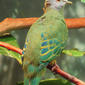 File:Ptilinopus coronulatus -Central Park Zoo-8a.jpg