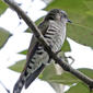 File:Little Bronze-Cuckoo (Chrysococcyx minutillus) (986886266).jpg