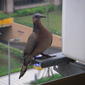 File:Spotted-necked Dove TW 02.jpg