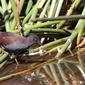 File:Porzana tabuensis -Coolart Wetlands, Mornington Peninsula, Victoria, Australia-8.jpg