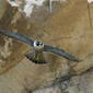 File:Falco peregrinus Morro Rock.jpg