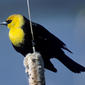 File:Yellowheadblackbird.jpg