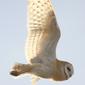 File:Barn Owl Pyramid Lake 2.jpg