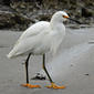 File:Snowy Egret HMB RWD.jpg