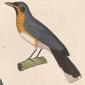 File:Monarcha trivirgatus 1838.jpg