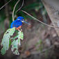 File:Daintree Rainforest Azure Kingfisher.jpg