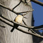 File:Sacred Kingfisher (Todiramphus sanctus) - Flickr - Lip Kee (5).jpg