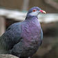 File:Metallic Pigeon RWD6.jpg