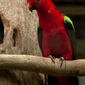 File:Alisterus chloropterus -Jurong Bird Park -male-8a.jpg
