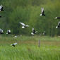File:White-winged Terns, Mścichy, Biebrzański Park Narodowy, Polska.jpg