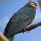 File:Papuan Mountain Pigeon 3.jpg