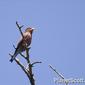 Broad-billed Roller (Eurystomus glaucurus)