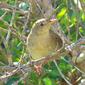 Felosa-malhada // Grasshopper Warbler (Locustella naevia), juvenile