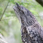 Tawny Frogmouth