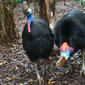 The Southern Cassowary, Casuarius casuarius, also known as Double-wattled Cassowary
