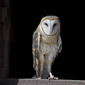 Tyto alba, barn owl