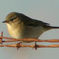 Felosinha // Common Chiffchaff (Phylloscopus collybita subsp. collybita)