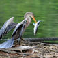 Biguatinga (Anhinga anhinga anhinga) - Juvenil