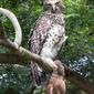 Powerful Owl - Ninox strenua