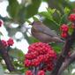 Dusky honeyeater 2481