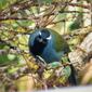 Eastern Crested Berrypecker. (Paramythia montium) (4)b