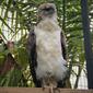 New Guinea Harpy Eagle. Harpyopsis novaeguineae