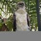 New Guinea Harpy Eagle. Harpyopsis novaeguineae